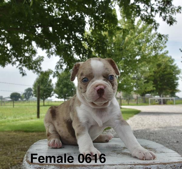 [#26441-02]  - Red Merle F Boston Terrier Puppies For Sale