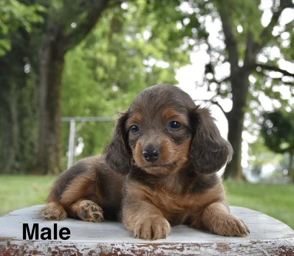 [#26451-01]  - Brown / Tan M Dachshund Puppies For Sale