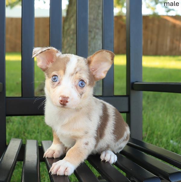 [#26426-01]  - Chocolate M Chihuahua Puppies For Sale