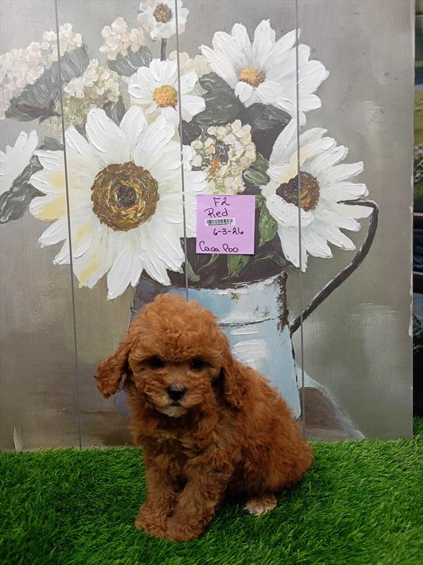 [#26430-03]  - Red F Cavapoo Puppies For Sale