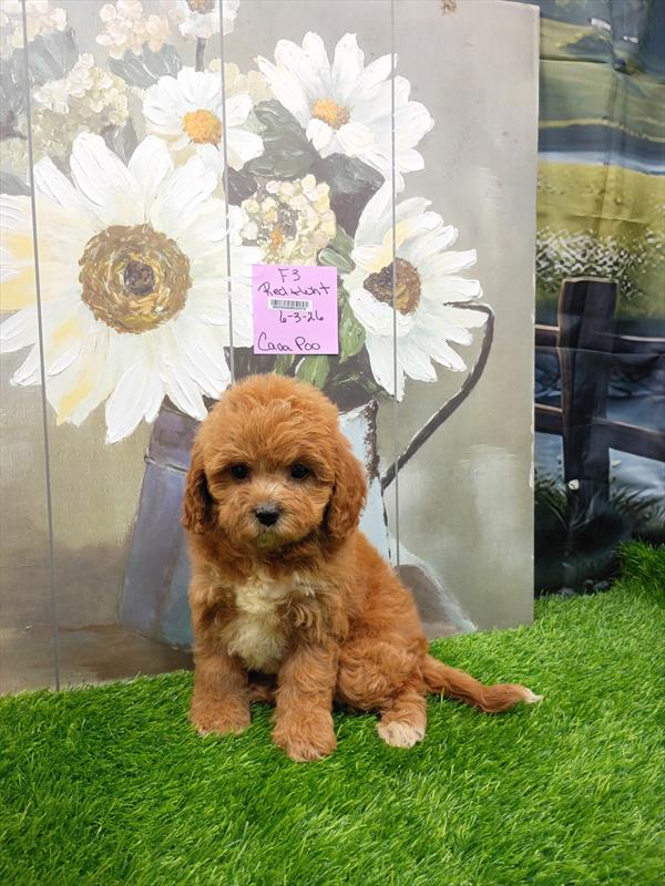 [#26430-04]  - Red F Cavapoo Puppies For Sale