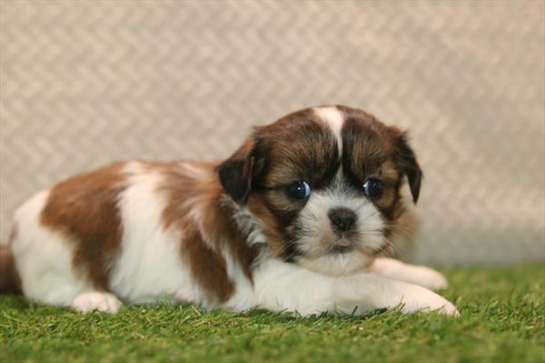 [#261452-05]  - Brown / White F Shih Tzu Puppies For Sale