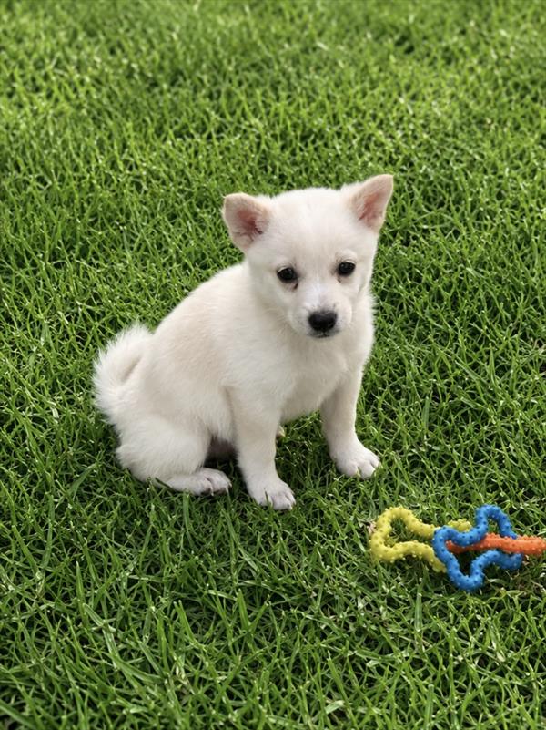 [#2680-02]  - Cream M Shiba Inu Puppies For Sale