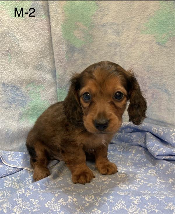 [#26394-02]  - Sable M Dachshund Puppies For Sale
