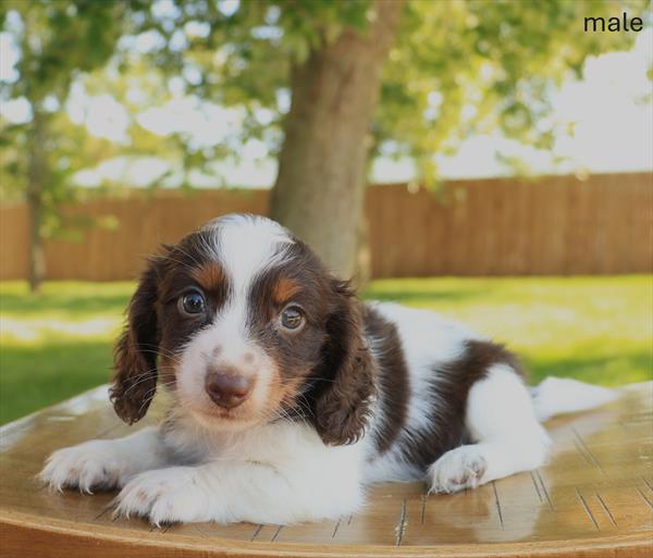 [#26442-02]  - Chocolate White Tan M Dachshund Puppies For Sale