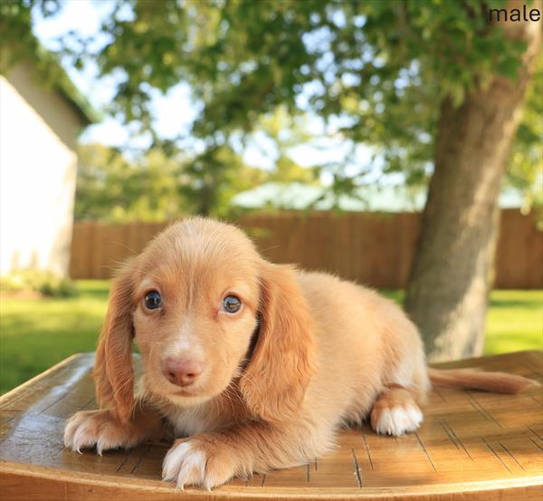 [#26443-03]  - Red M Dachshund Puppies For Sale