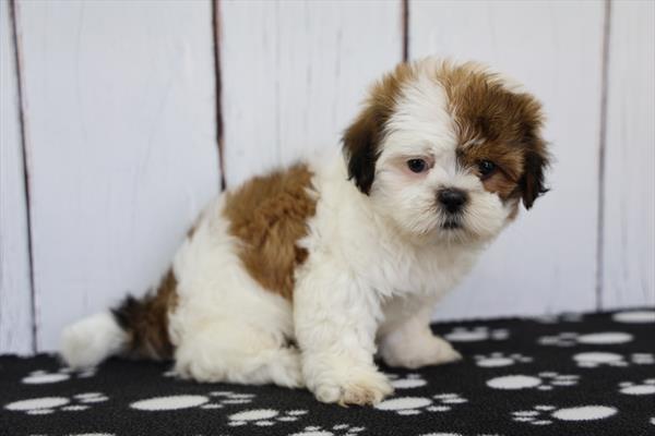 [#26287-03]  - Brindle / White F Shih Tzu Puppies For Sale