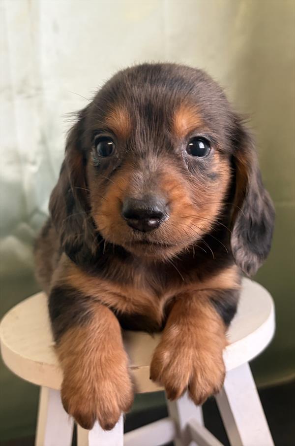 [#2697-01]  - Silver Dapple / Tan M Dachshund Puppies For Sale