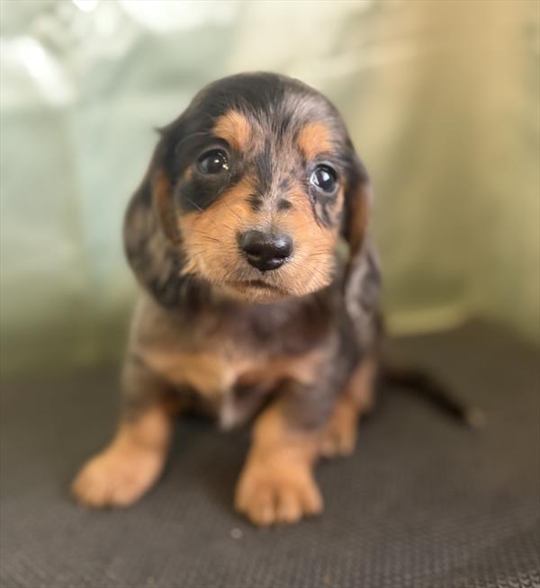 [#2697-02]  - Silver Dapple / Tan M Dachshund Puppies For Sale