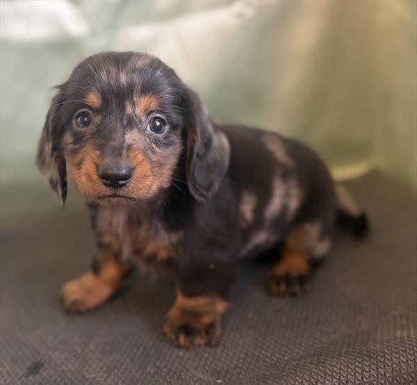 [#2697-05]  - Silver Dapple / Tan F Dachshund Puppies For Sale