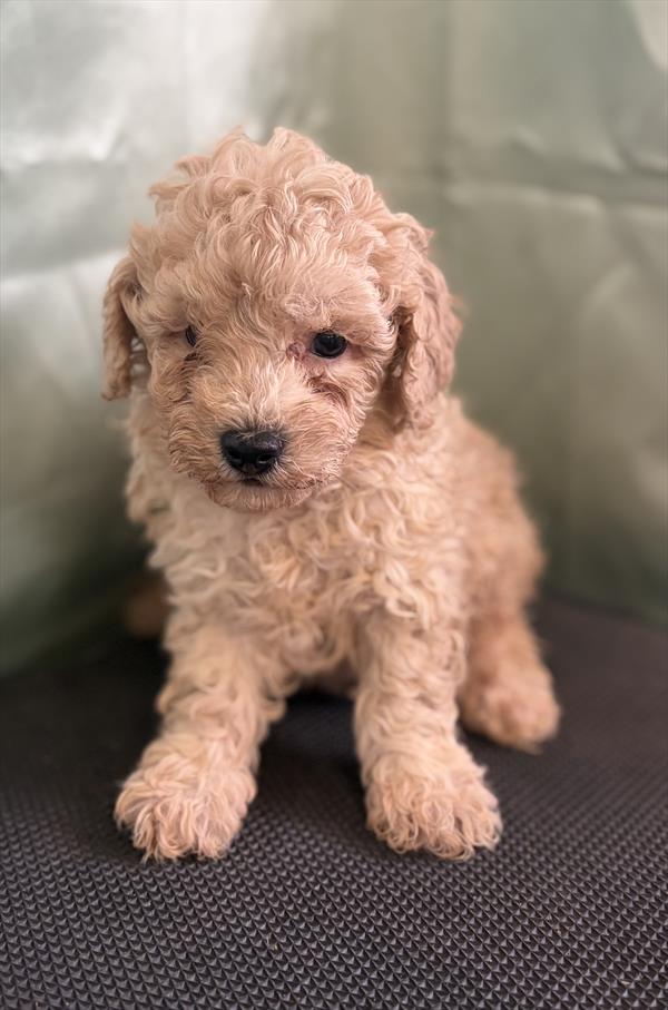 [#2698-01]  - Apricot M Poodle Toy Puppies For Sale