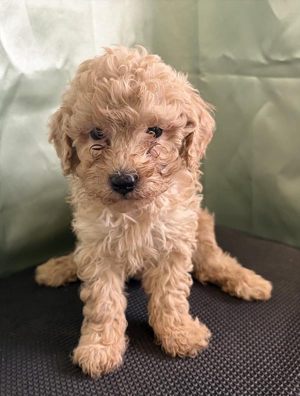 [#2698-02]  - Apricot F Poodle Toy Puppies For Sale