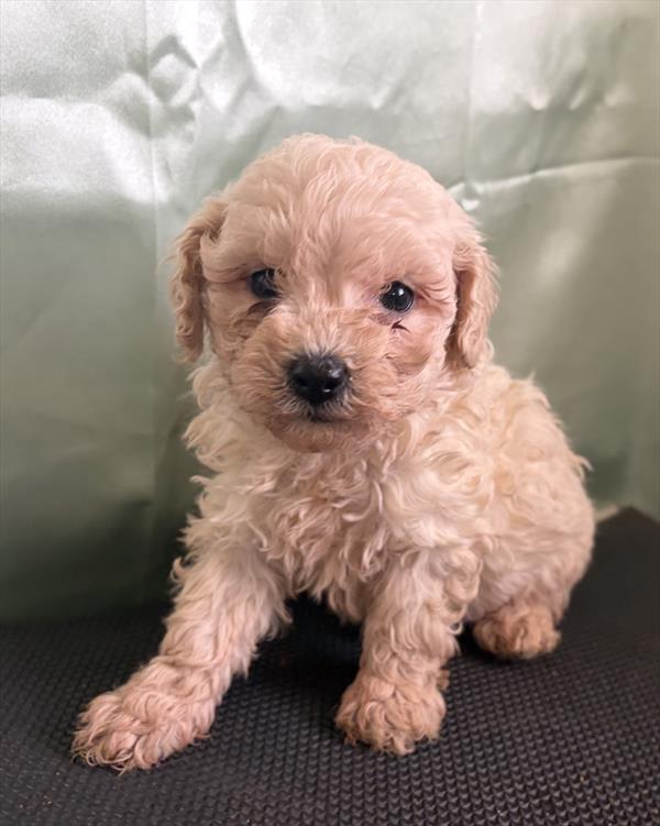 [#2698-03]  - Apricot F Poodle Toy Puppies For Sale