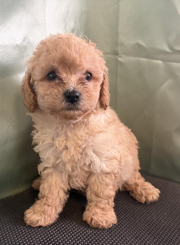 [#2698-04]  - Apricot F Poodle Toy Puppies For Sale