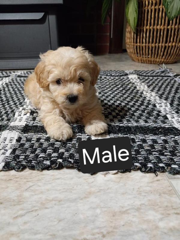 [#26467-02]  - Cream M Poodle Mini Puppies For Sale