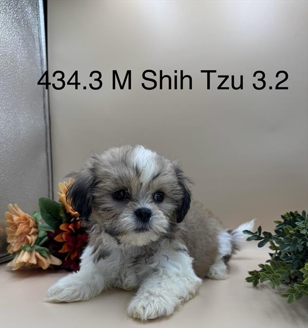 [#261434-03]  - Brown / White M Shih Tzu Puppies For Sale