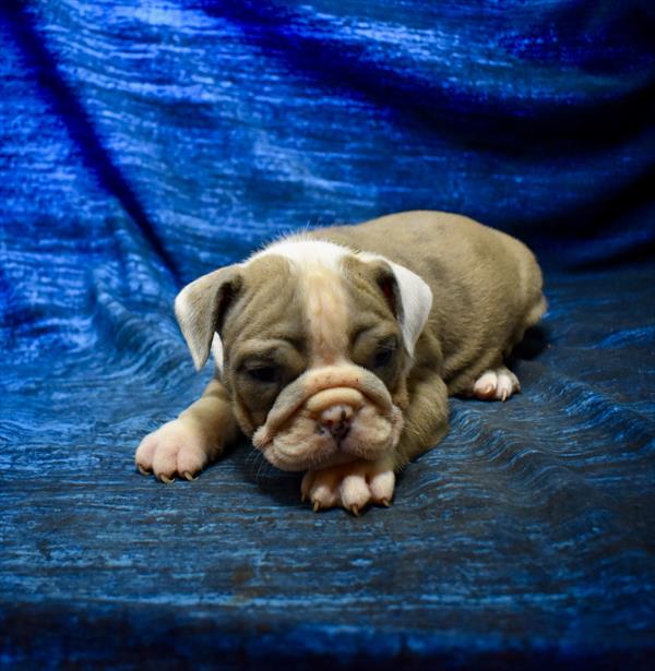 [#26129-07]  - Chocolate Merle F Bulldog Puppies For Sale