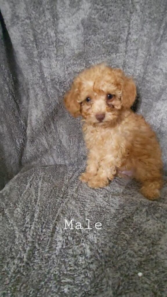 [#26487-01]  - Apricot M Poodle Mini Puppies For Sale