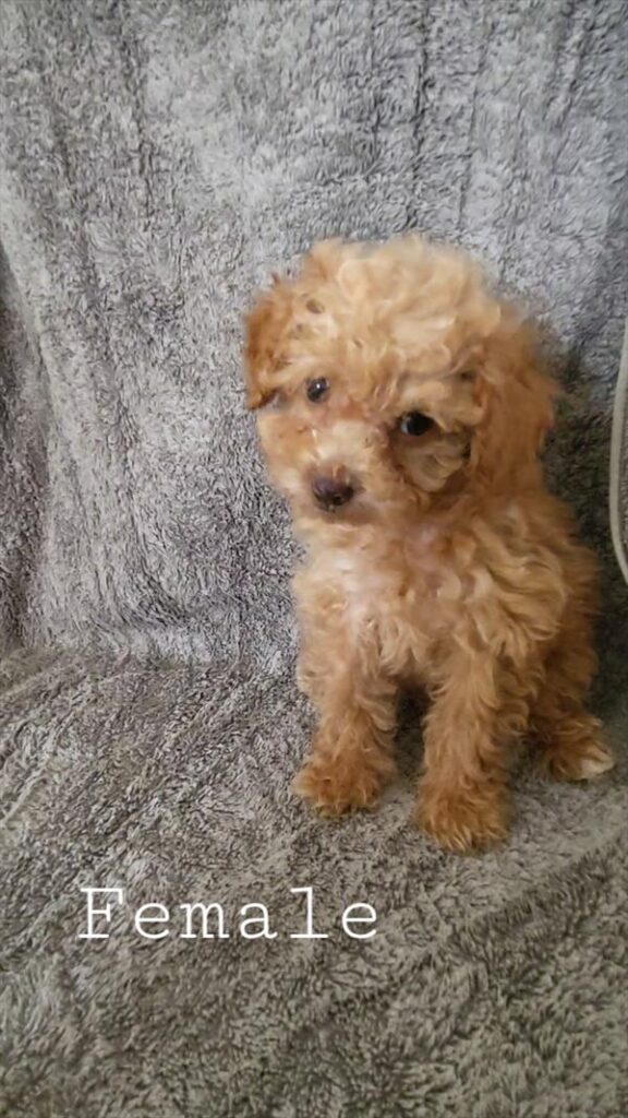 [#26487-02]  - Apricot F Poodle Mini Puppies For Sale