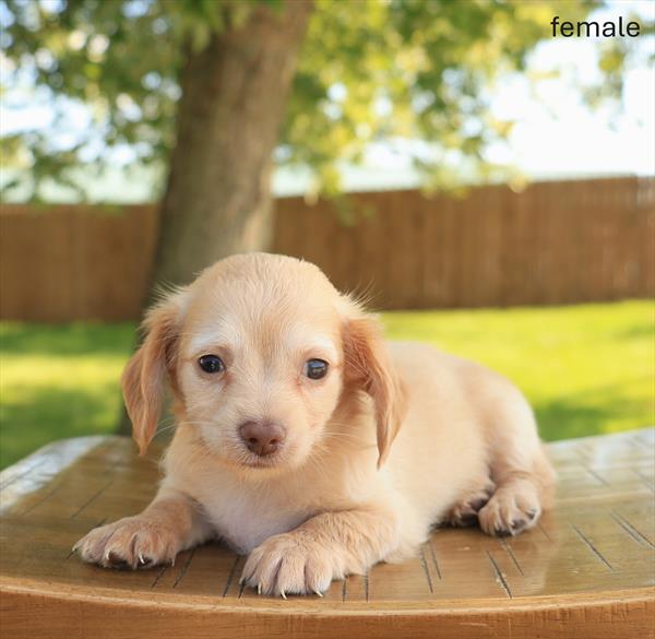 [#26454-04]  - Cream F Chiweenie Puppies For Sale