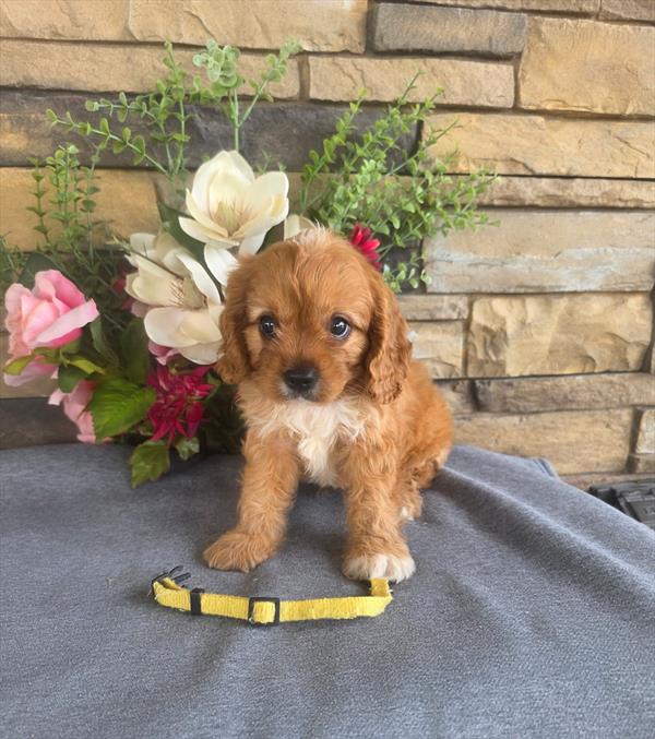 [#26457-01]  - Red M Cavapoo Puppies For Sale