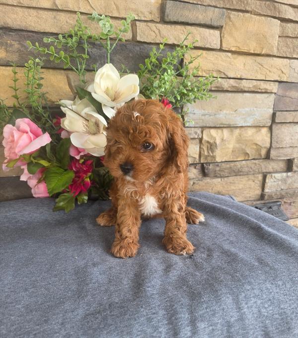 [#26457-02]  - Red M Cavapoo Puppies For Sale