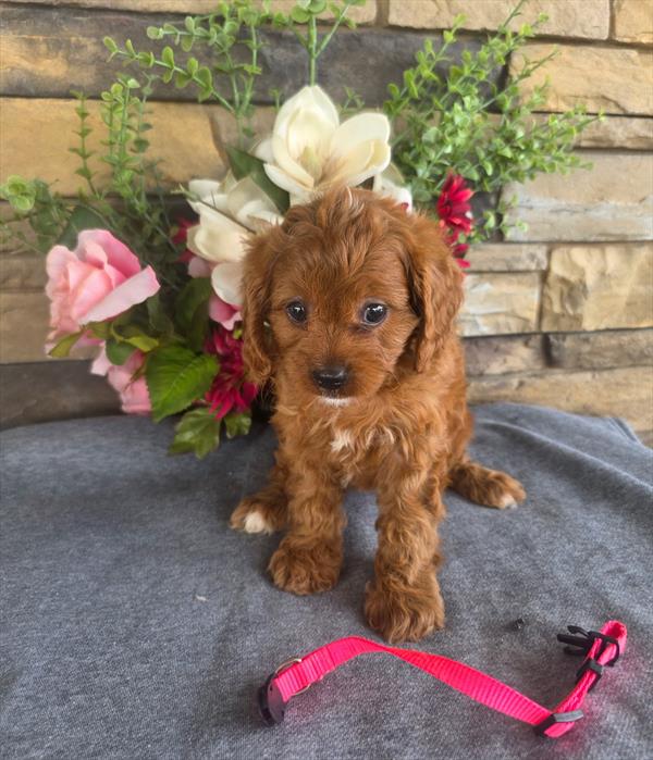 [#26457-03]  - Red F Cavapoo Puppies For Sale