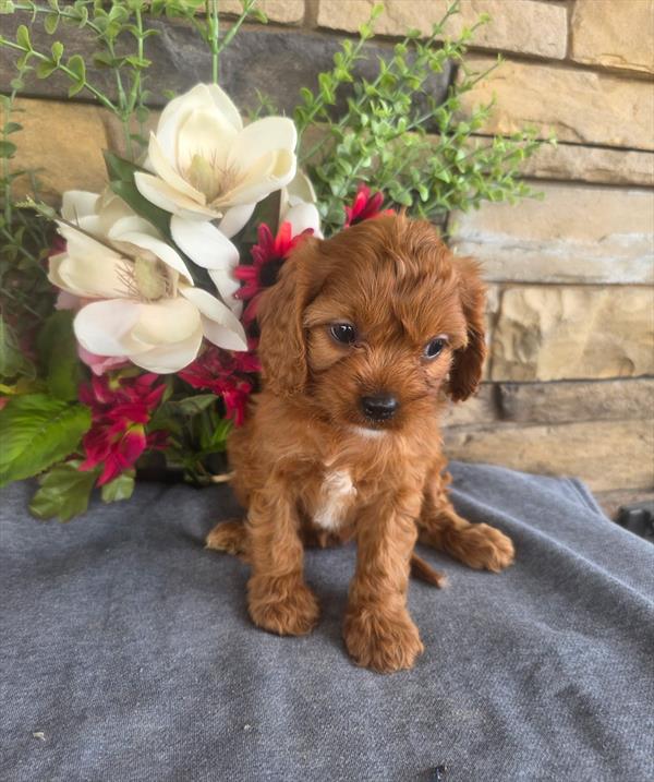 [#26457-04]  - Red F Cavapoo Puppies For Sale