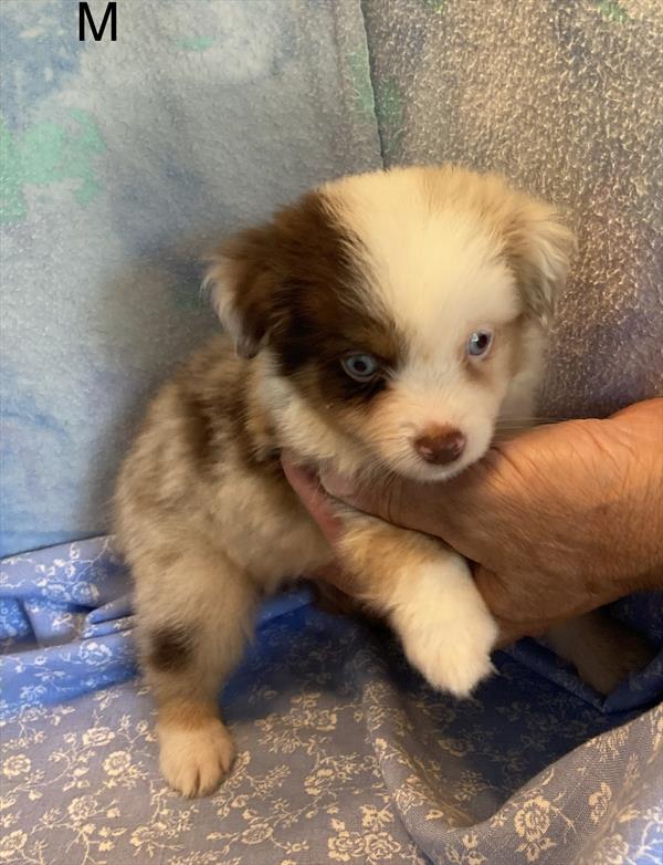 [#26396-02]  - Red Merle M Miniature Australian Shepherd Puppies For Sale