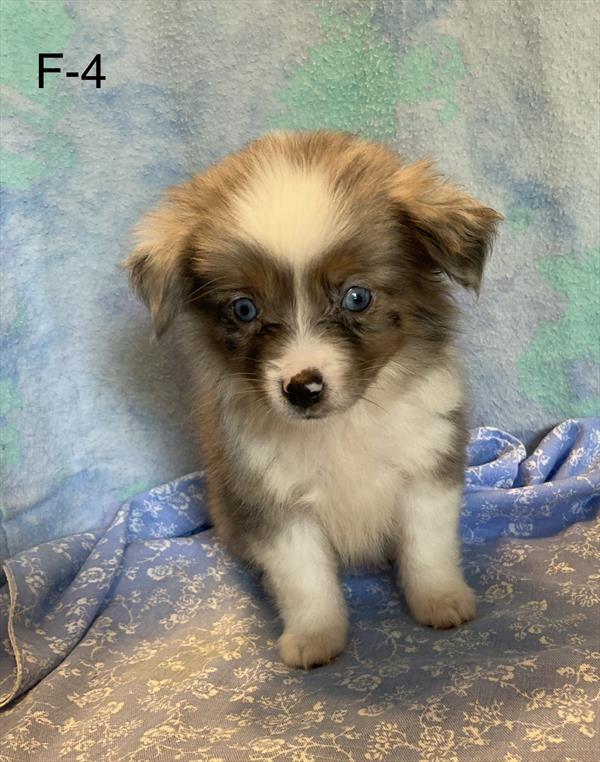[#26396-06]  - Blue Merle F Miniature Australian Shepherd Puppies For Sale