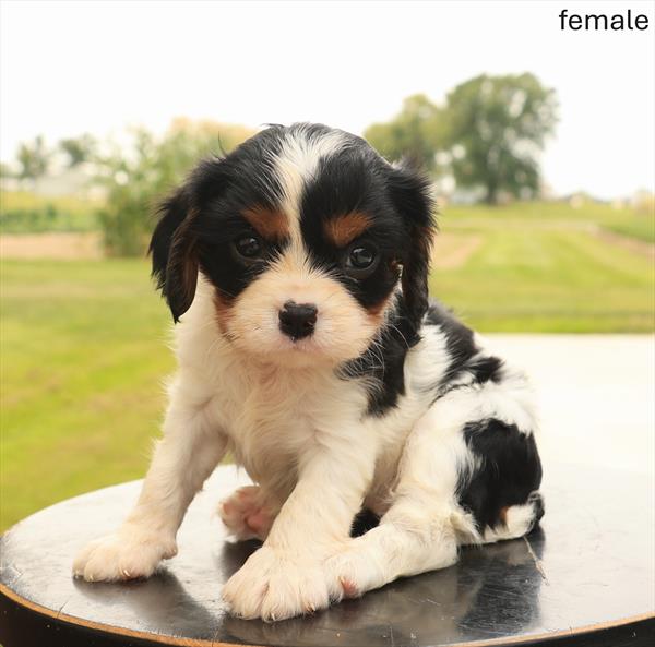 [#26462-03]  - Black White / Tan F Cavalier King Charles Spaniel Puppies For Sale