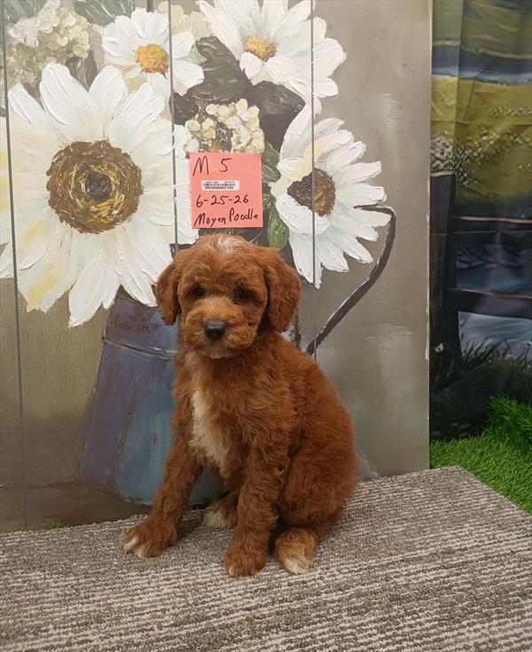 [#26473-05]  - Red M Poodle Moyen Puppies For Sale