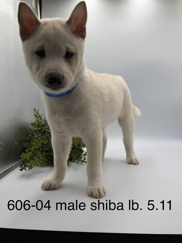 [#261606-04]  - Cream M Shiba Inu Puppies For Sale
