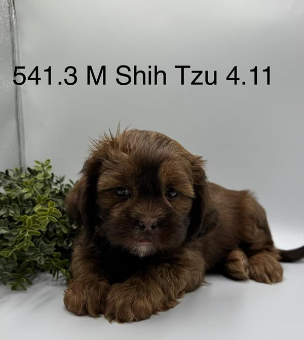 [#261591-03]  - Brown M Shih Tzu Puppies For Sale