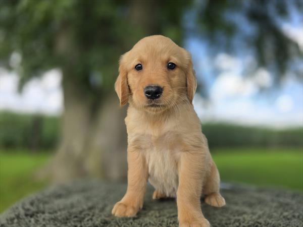 [#26154-01]  - Golden M Golden Retriever Puppies For Sale
