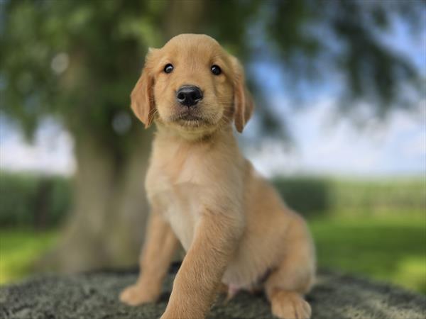 [#26154-02]  - Golden M Golden Retriever Puppies For Sale
