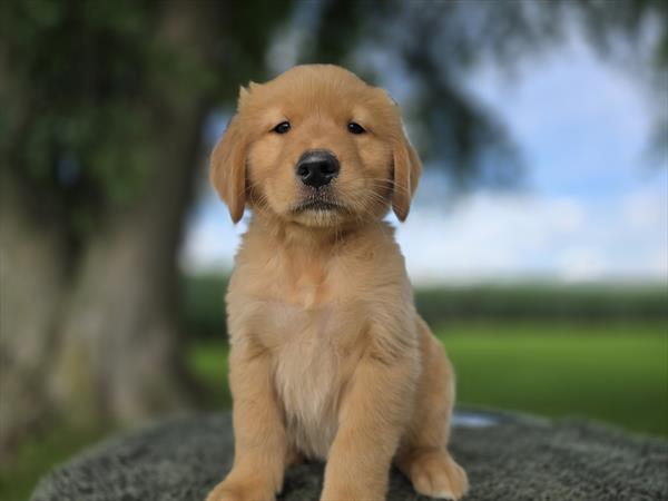 [#26154-04]  - Dark Golden M Golden Retriever Puppies For Sale