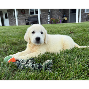 [#26505-01]  - Cream M Golden Retriever Puppies For Sale