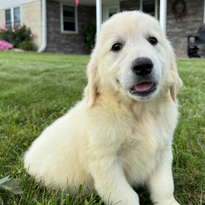 [#26505-02]  - Cream M Golden Retriever Puppies For Sale
