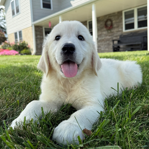 [#26505-03]  - Cream M Golden Retriever Puppies For Sale