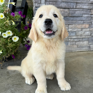 [#26505-04]  - Cream F Golden Retriever Puppies For Sale