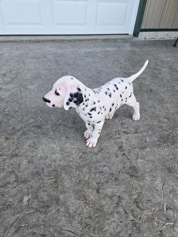 [#26517-01]  - White / Black M Dalmatian Puppies For Sale