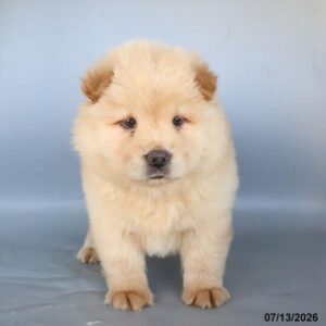 Petland Miami Chow Chow puppy available