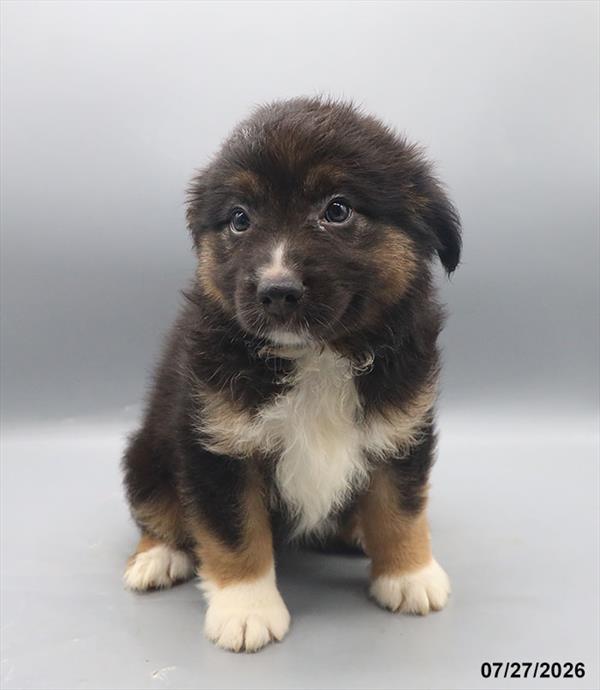 [#26454-03]  - Black F Miniature American Shepherd Puppies For Sale