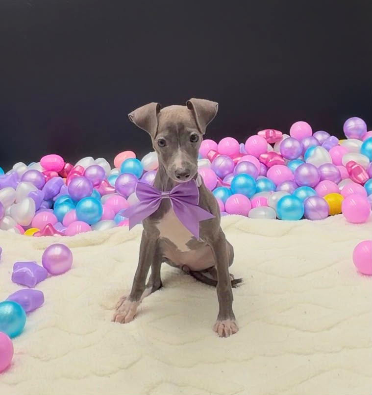 [#N07532]  - Blue F Italian Greyhound Puppies For Sale
