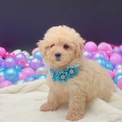 [#2698-03]  - Apricot F Poodle Toy Puppies For Sale