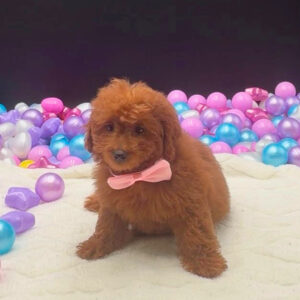 Petland Miami Goldendoodle puppy available
