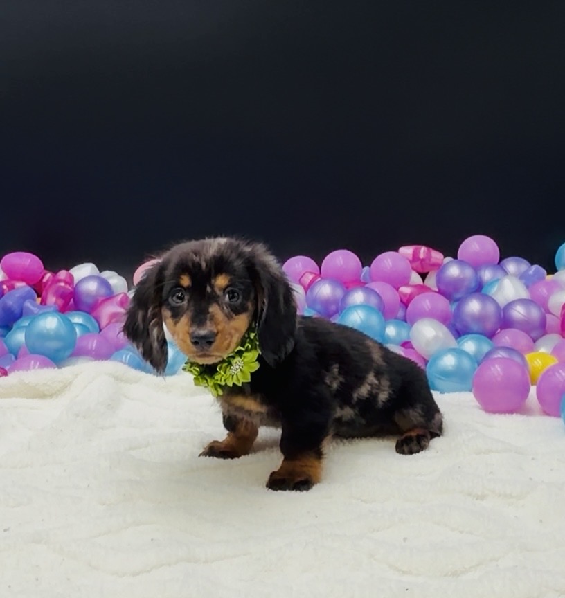 [#2697-05]  - Silver Dapple / Tan F Dachshund Puppies For Sale