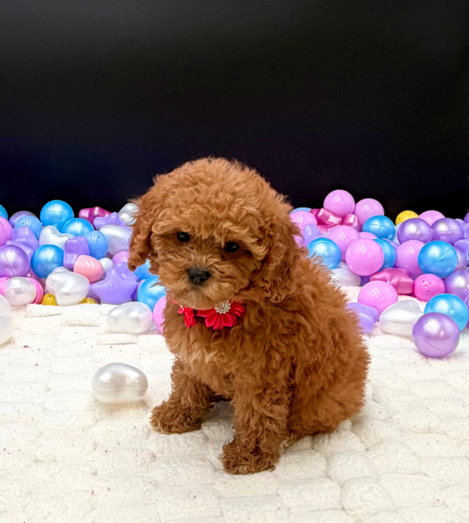 [#26430-03]  - Red F Cavapoo Puppies For Sale