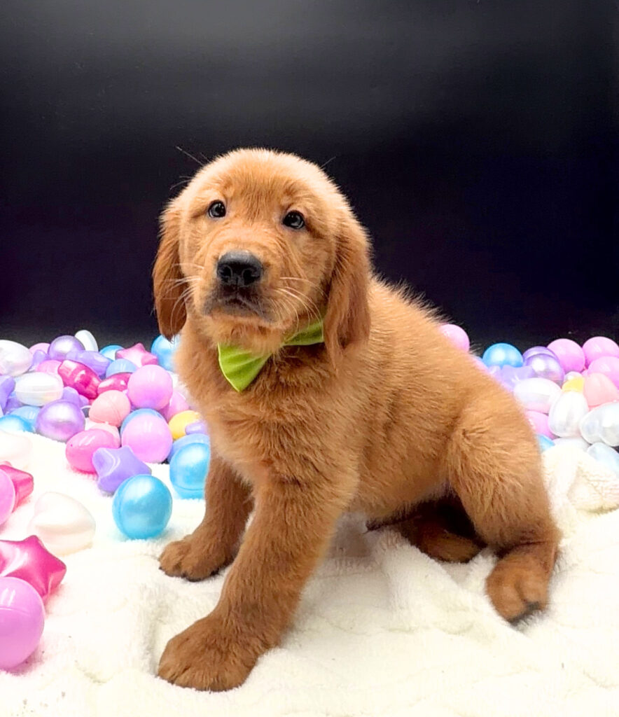 [#2676-03]  - Golden M Golden Retriever Puppies For Sale